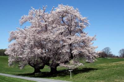 Frauen aus Winterthur